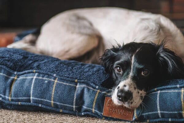 HOP Premium Pet Beds, Toys, Treats, Home & Supplements