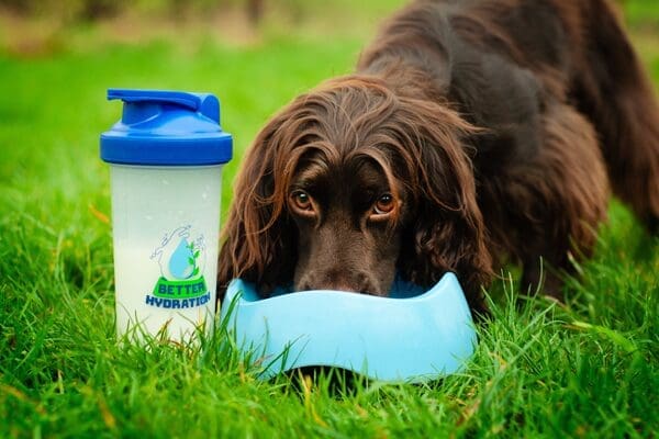 betterdog hydrating products for dogs